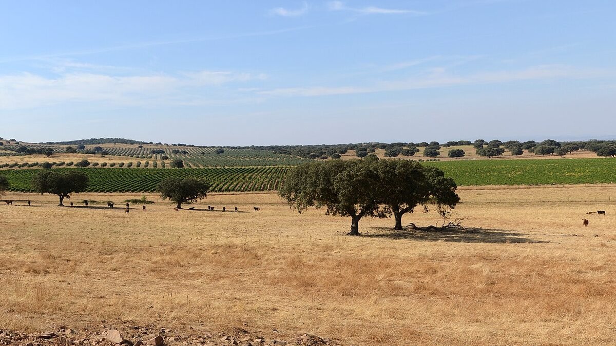 Portugal Souvenirs in Portugal