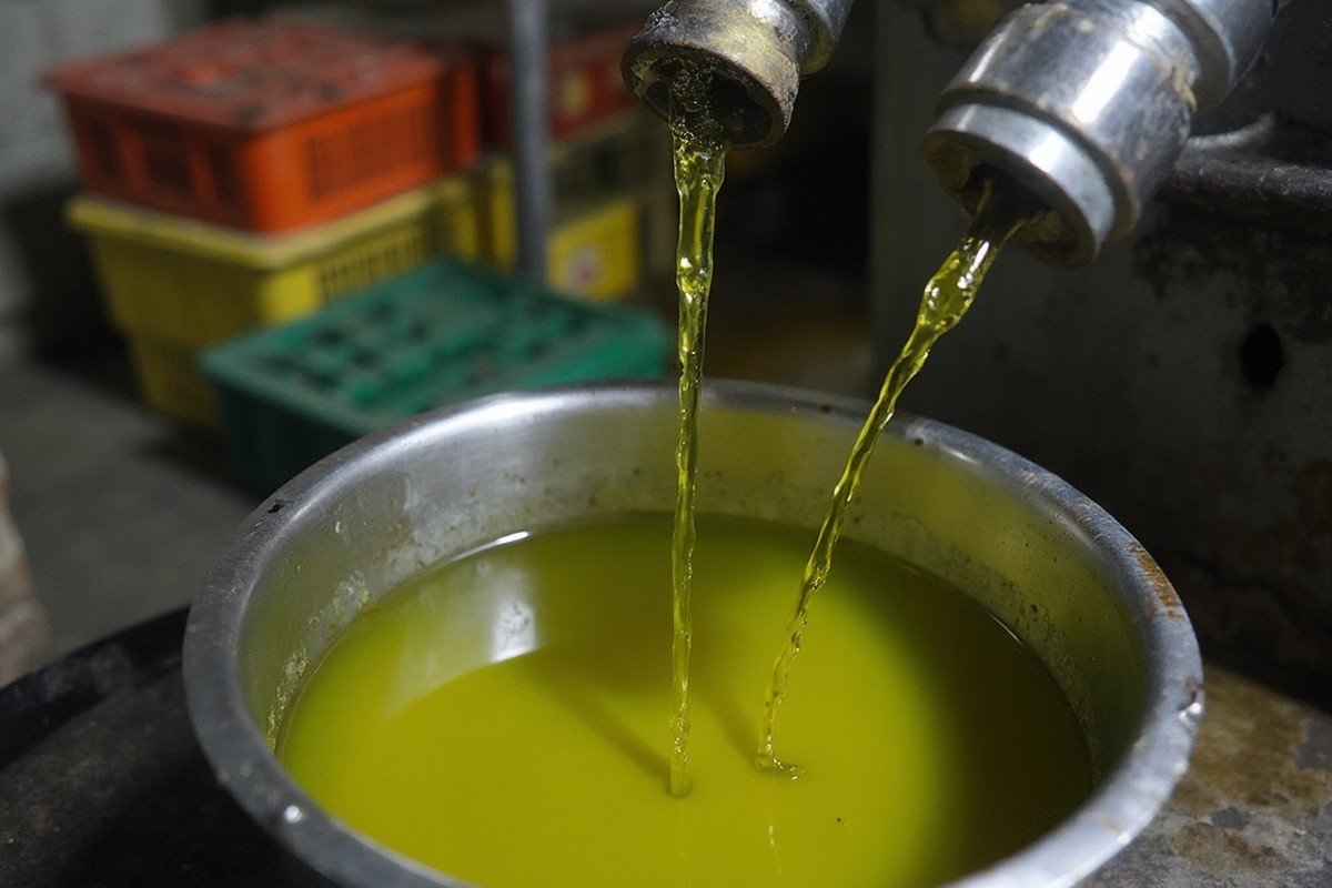 Olive Oil landscape, Portugal